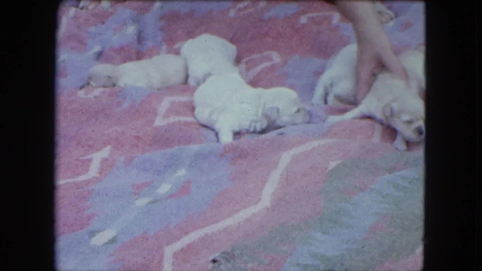 1963 Saint Paul 8mm home-movie frame showing pale newborn puppies on a pink and blue patterned blanket with a hand entering from above.