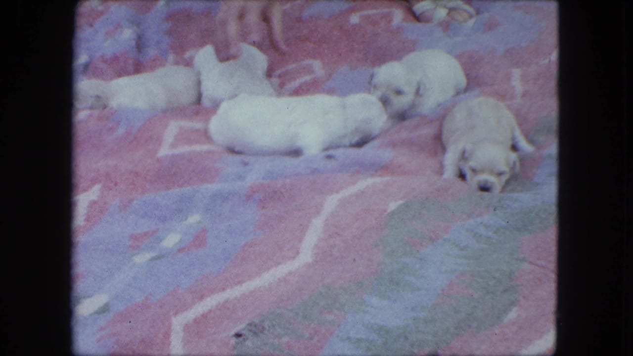 Several pale puppies rest close together on a pink and blue patterned blanket.