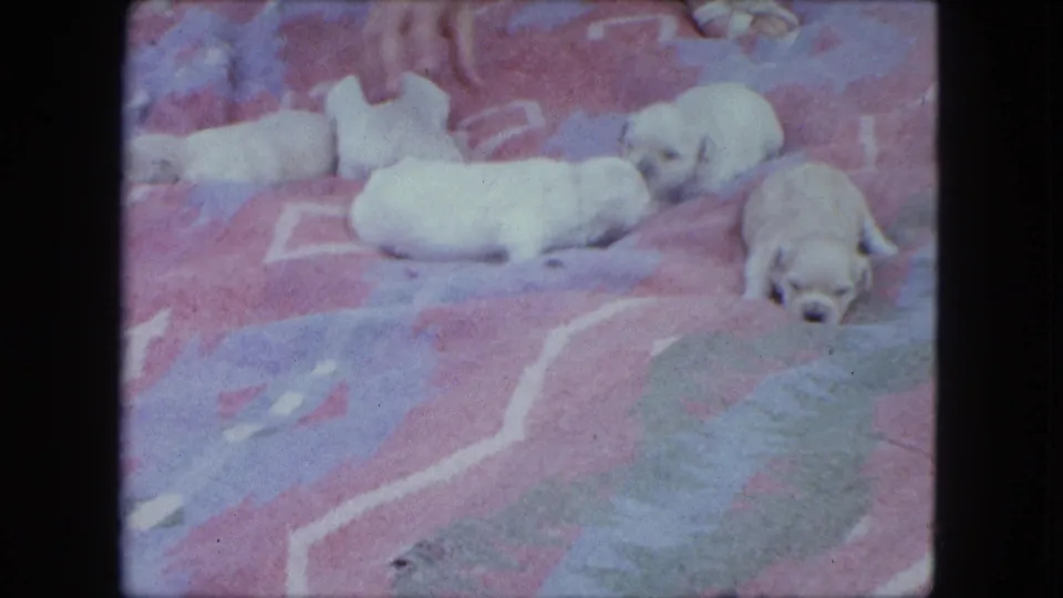 1963 Saint Paul home-movie frame with pale newborn puppies lying on a colorful patterned blanket, seen in soft 8mm color.