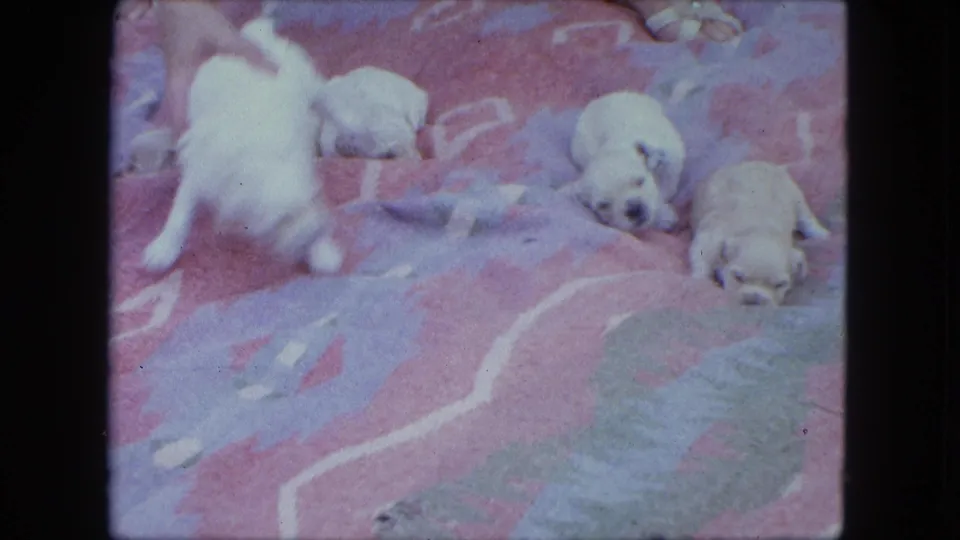 1963 Saint Paul 8mm frame showing newborn puppies on a colorful blanket, including one moving close to the camera.