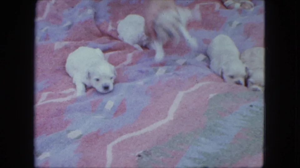 1963 Saint Paul home-movie frame showing a hand handling one newborn puppy while others rest on the patterned blanket.