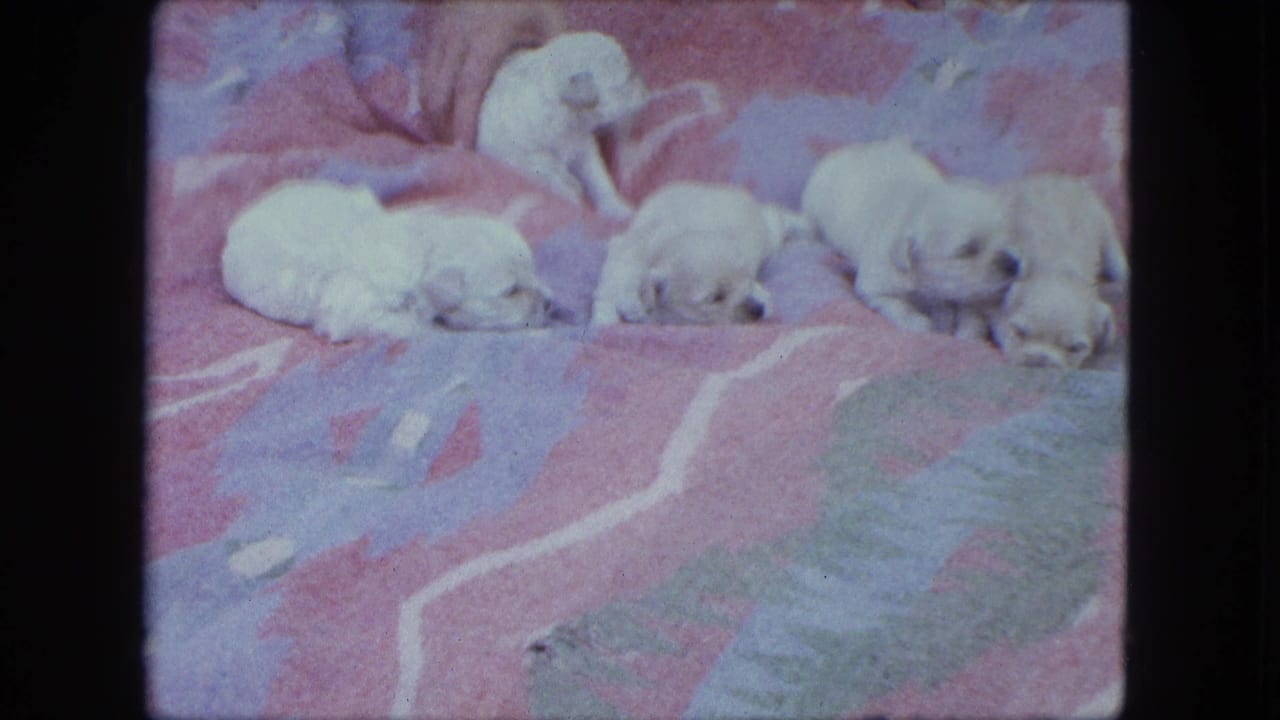 Several small white puppies lie and crawl on a pink and blue patterned blanket.