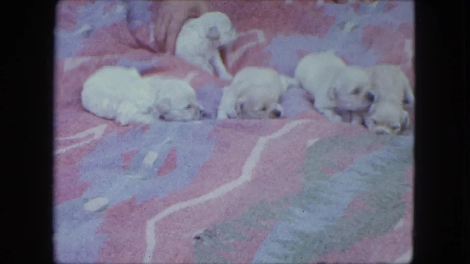 1963 Saint Paul home-movie frame showing a litter of small white puppies resting and crawling on a colorful patterned blanket.