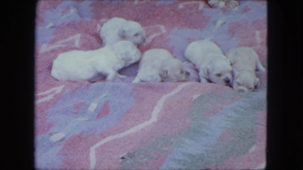 1963 Saint Paul 8mm frame with white puppies bunched together on a pink and blue blanket, some facing down as they crawl.