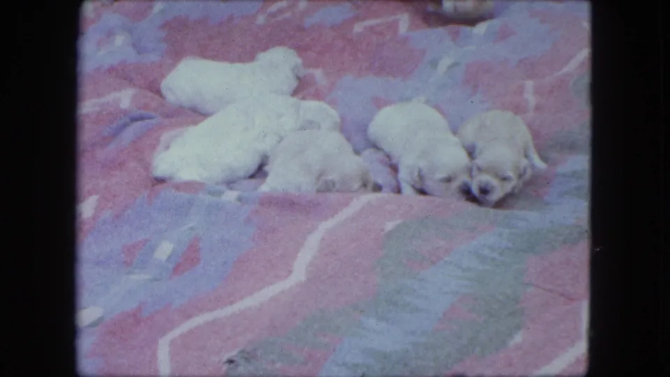 1963 Saint Paul home-movie still showing sleepy white puppies spread across a pink and blue blanket in soft 8mm focus.