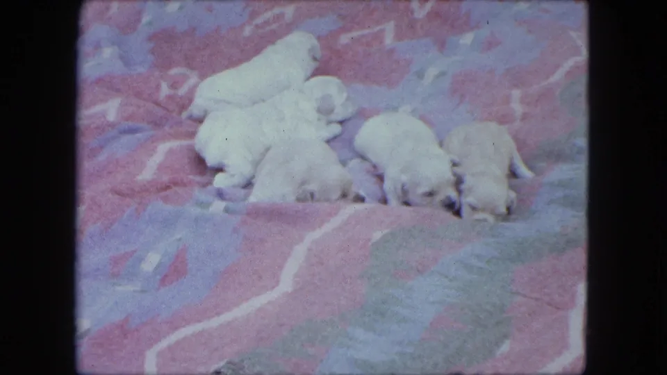 1963 Saint Paul 8mm frame showing white puppies clustered on a colorful blanket, with black contact-sheet borders around the frame.