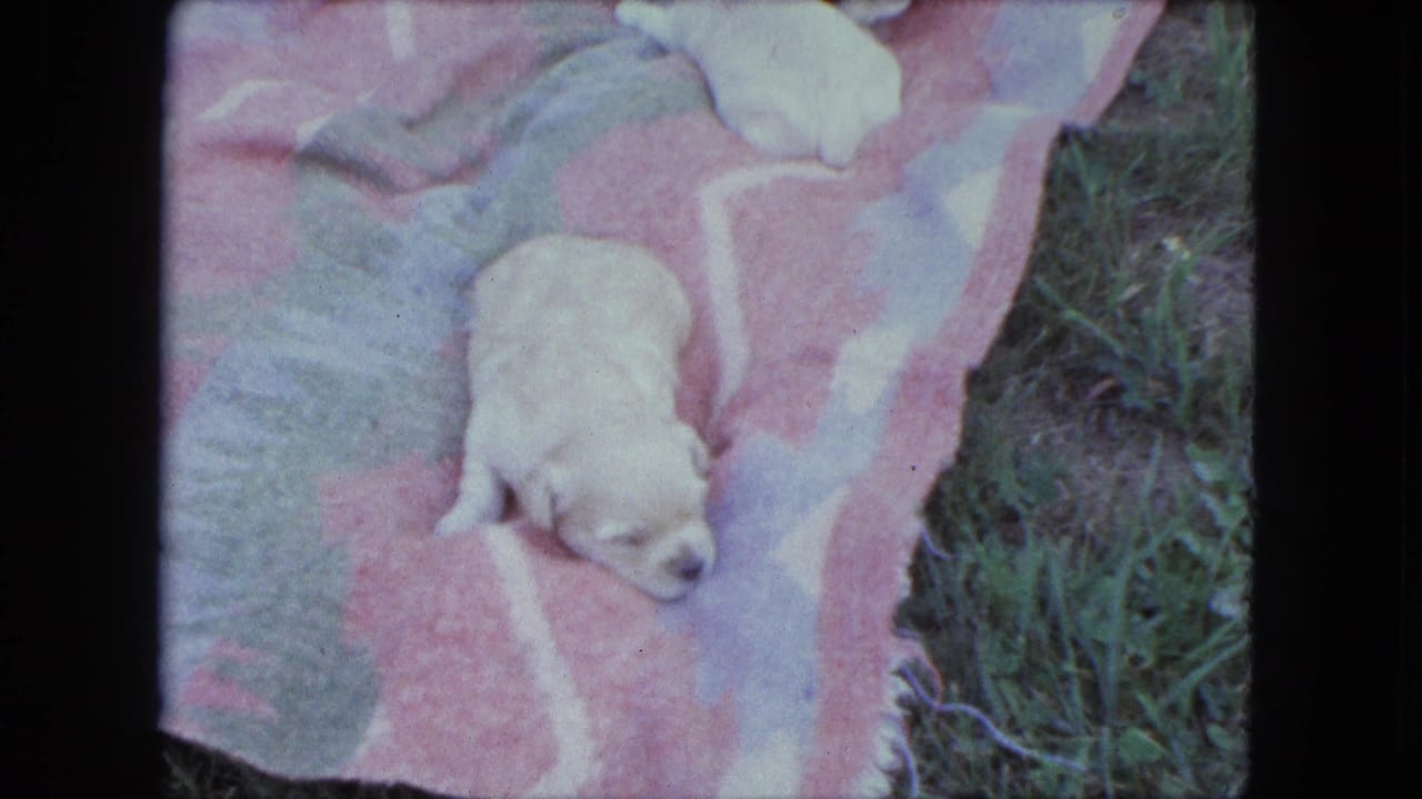 Small pale puppy resting on a pink patterned blanket beside grass.