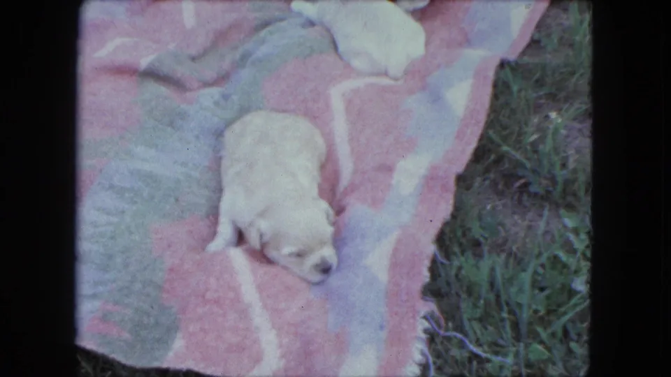 1963 Saint Paul home-movie frame showing a pale puppy lying on a patterned blanket outdoors, with grass along one edge.