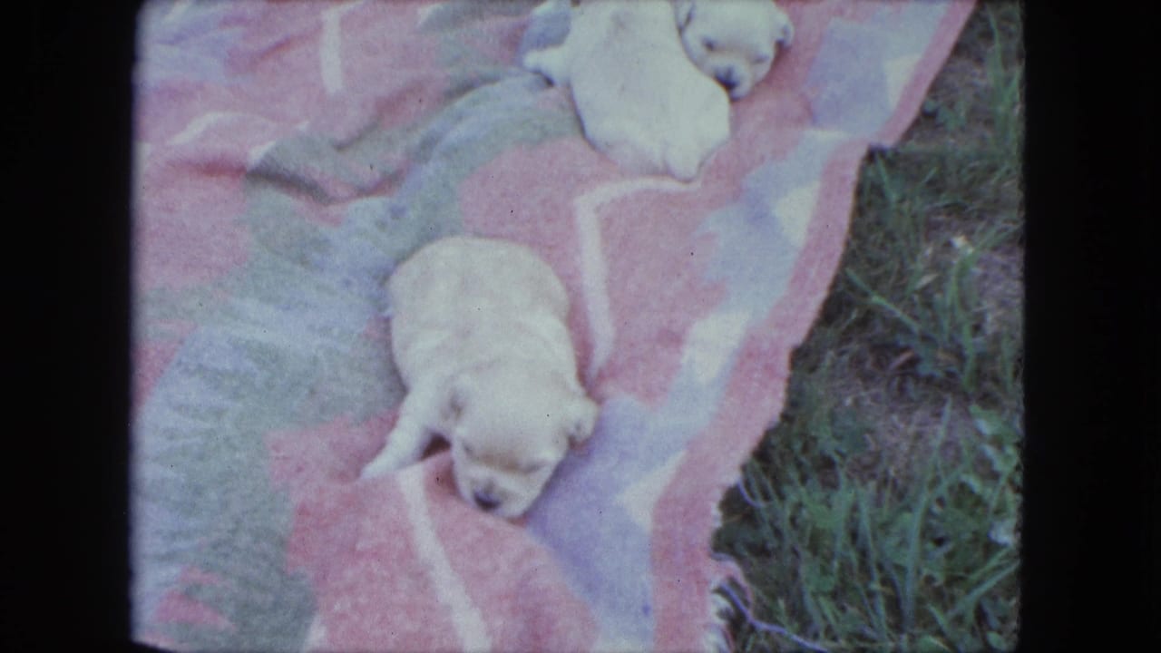 A small light-colored puppy rests on a pink patterned blanket outdoors in the 1963 Saint Paul home-movie footage.