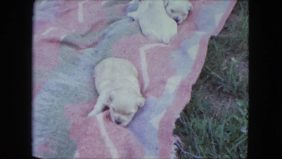 A small light-colored puppy rests on a pink patterned blanket outdoors in the 1963 Saint Paul home-movie footage.