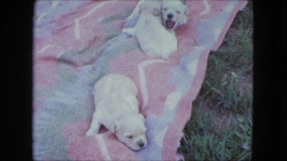 Two light-colored puppies appear on a patterned outdoor blanket, one lying down and another partly visible with its mouth open.