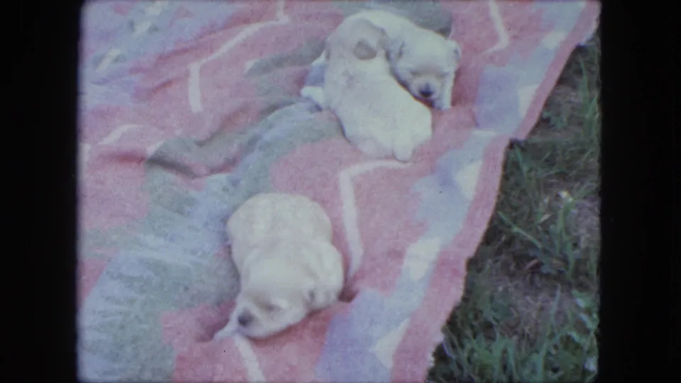 The frame shows two pale puppies on the blanket, with one curled near the top and another resting lower in the 1963 outdoor scene.