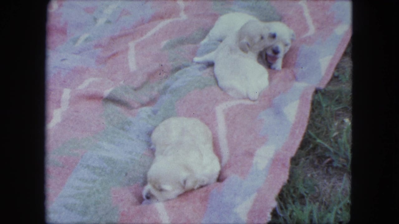 Two small white puppies resting on a pink patterned blanket outdoors.