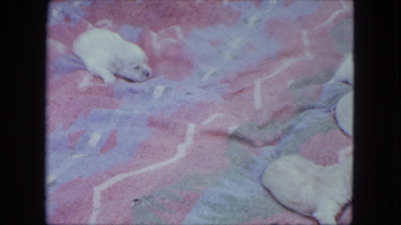 Small white puppies spread across a pink patterned blanket.