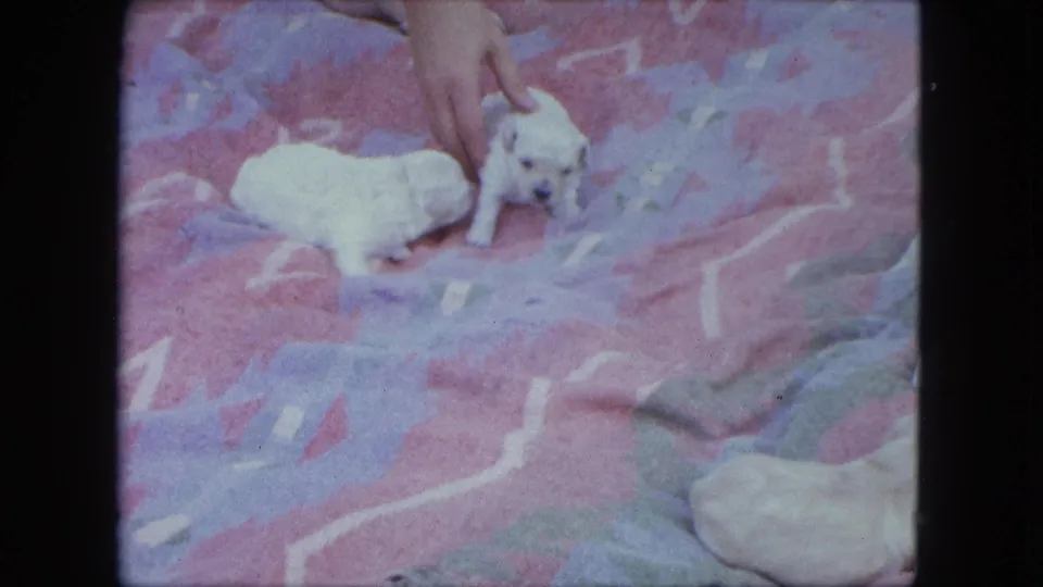 A human hand reaches toward a white puppy on the patterned blanket while another puppy rests nearby in 1963 home-movie footage.