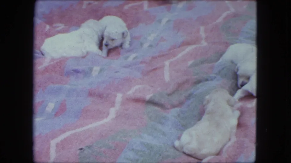 White puppies rest and move slowly across a colorful blanket in a soft 8mm frame from Saint Paul, Minnesota, 1963.