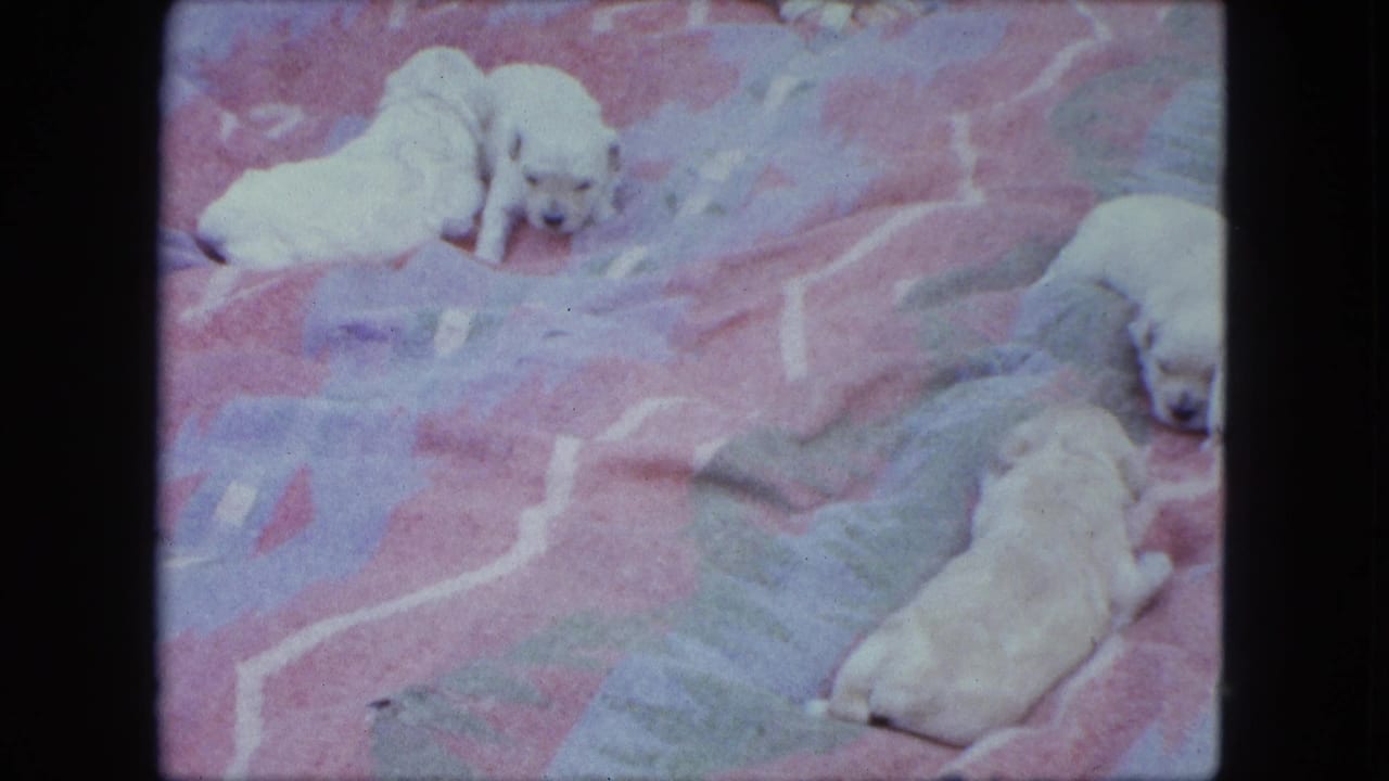 Several pale newborn puppies lie on a pink patterned blanket outdoors.