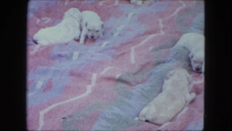 1963 Saint Paul home-movie frame showing pale newborn puppies resting and crawling on a pink patterned blanket outdoors.