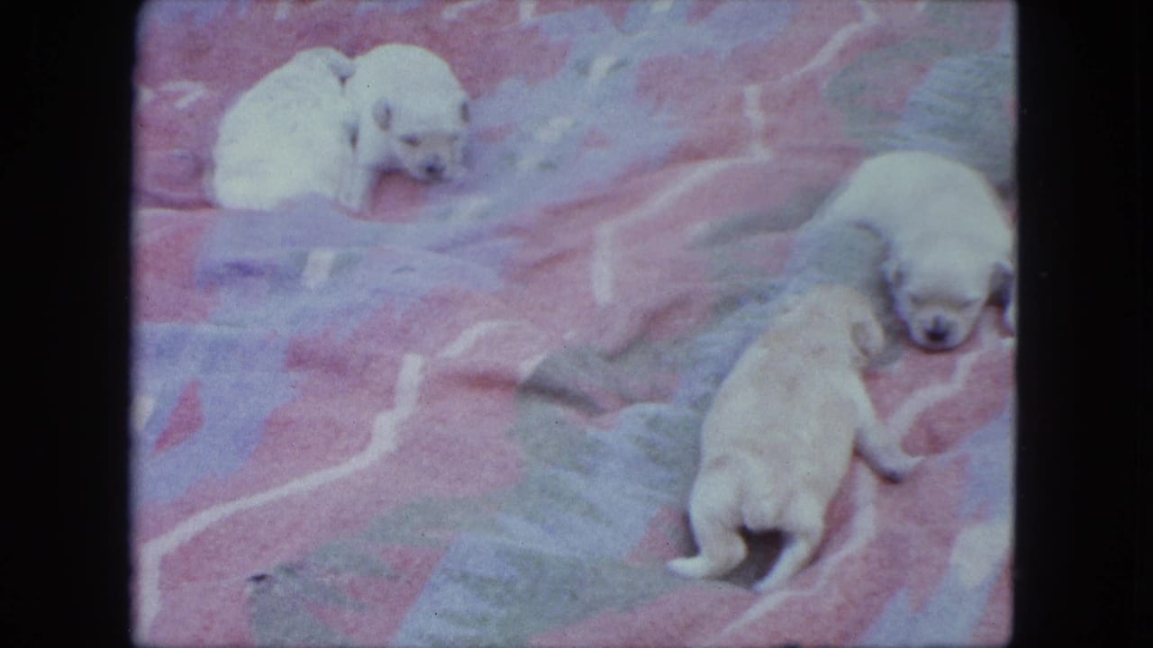 1963 Saint Paul 8mm frame of newborn pale puppies on a pink blanket, including one stretched out near the right edge.