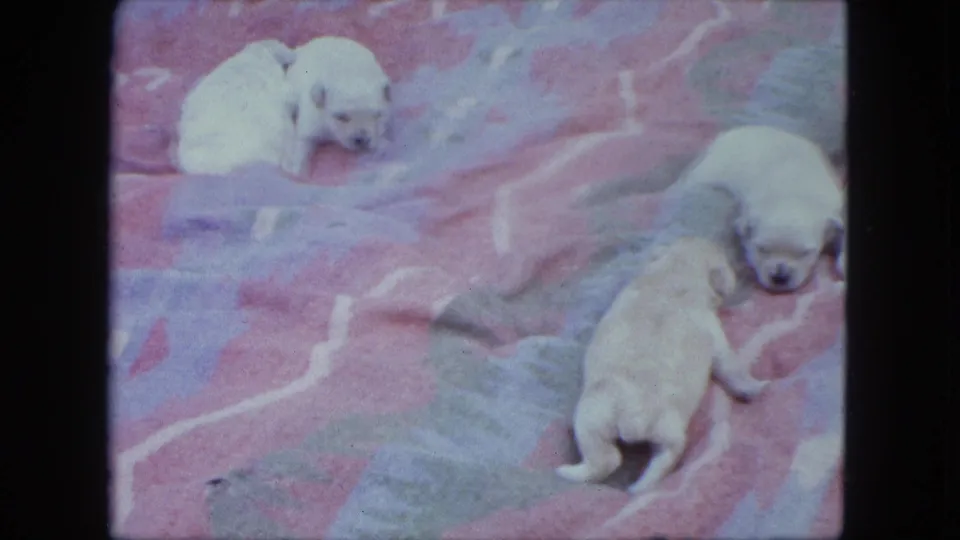1963 Saint Paul 8mm frame of newborn pale puppies on a pink blanket, including one stretched out near the right edge.