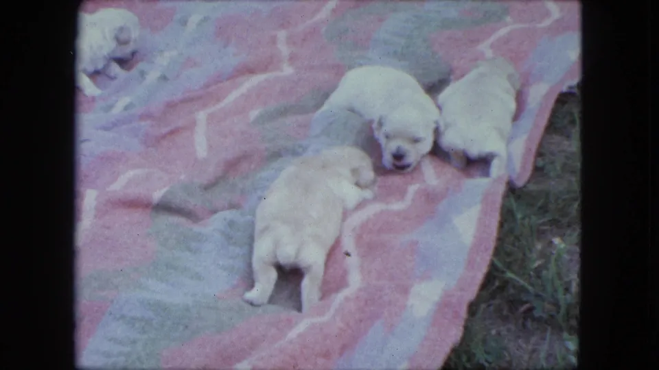 1963 Saint Paul home-movie still with pale puppies clustered on a pink blanket beside a visible strip of grass.