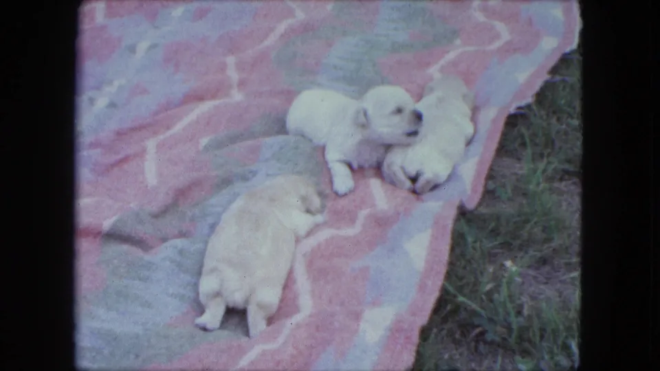 1963 Saint Paul 8mm frame showing pale newborn puppies on a pink outdoor blanket with grass along the side.