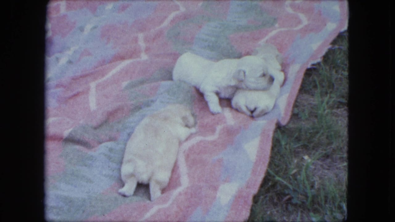 Three tiny puppies lying on a pink patterned blanket beside grass.
