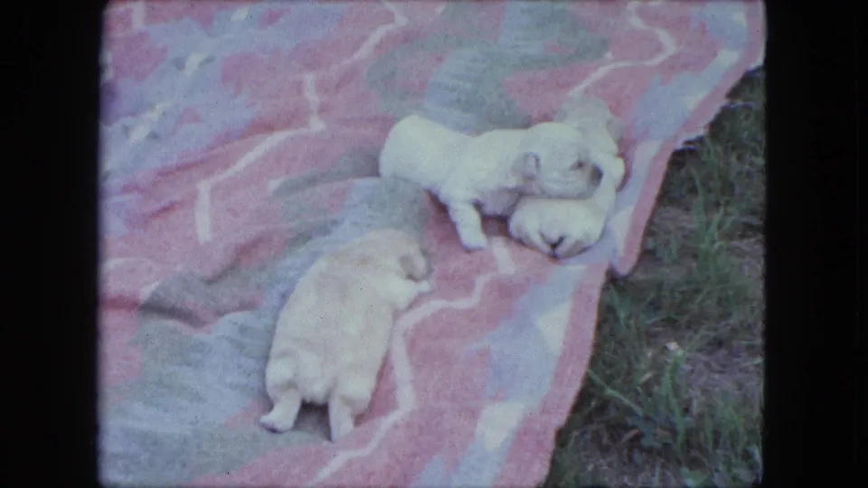 1963 Saint Paul home-movie frame showing tiny puppies resting and wiggling on a pink patterned blanket spread over grass.