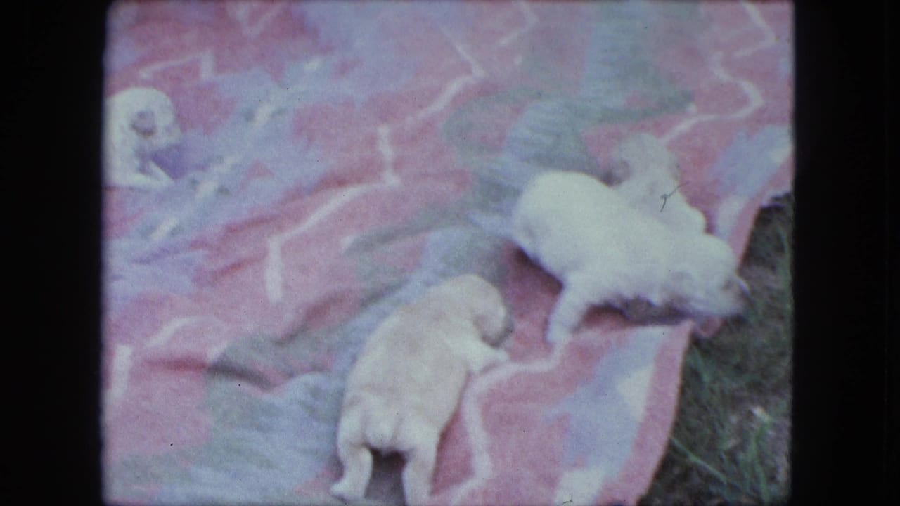 Two puppies on a patterned blanket, with grass visible at the edge.