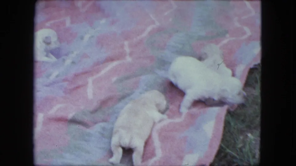 Two small puppies move across a pink patterned blanket in the metadata-supported 1963 Saint Paul home-movie setting.