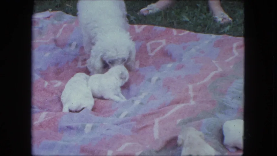 An adult dog, likely the mother, lowers her head toward two tiny puppies on a patterned blanket in 1963 home-movie footage.