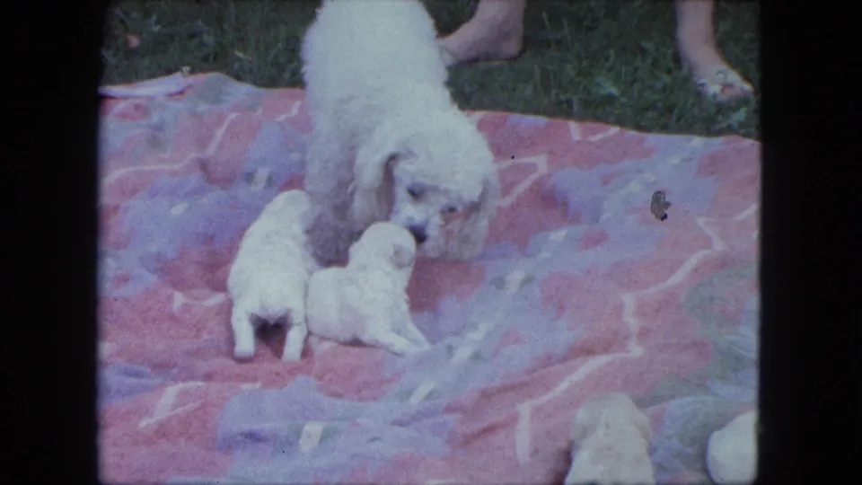 The mother dog appears close to two puppies on the blanket while partial human legs are visible in the Saint Paul 1963 home-movie frame.