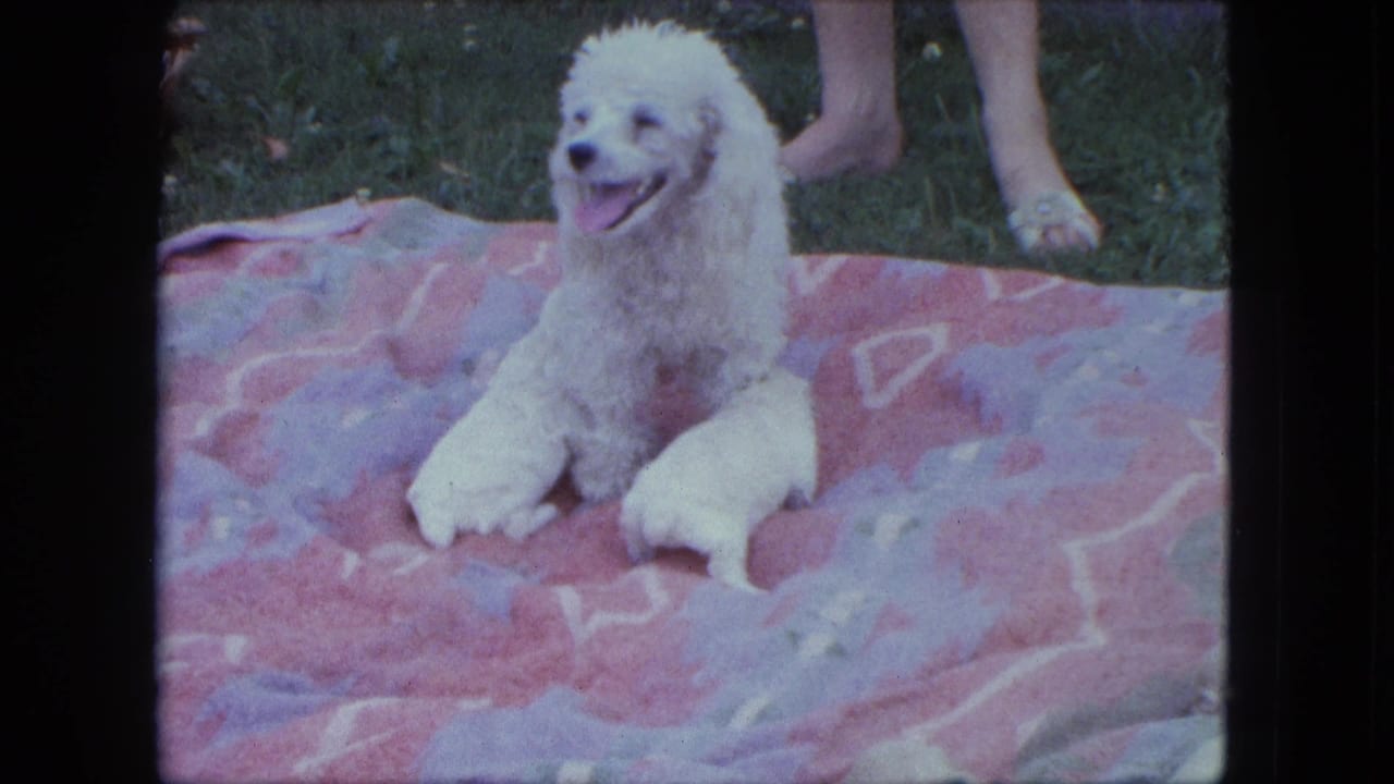 White poodle sits on a pink and purple blanket with small puppies nearby.