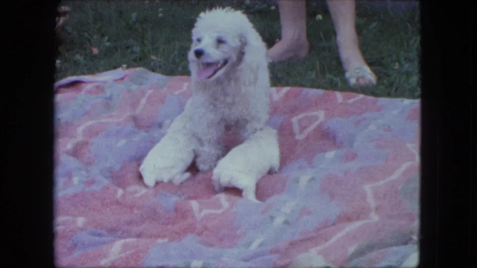 In 1963 Saint Paul home-movie footage, a white poodle sits alert on a patterned blanket with newborn puppies beside her.