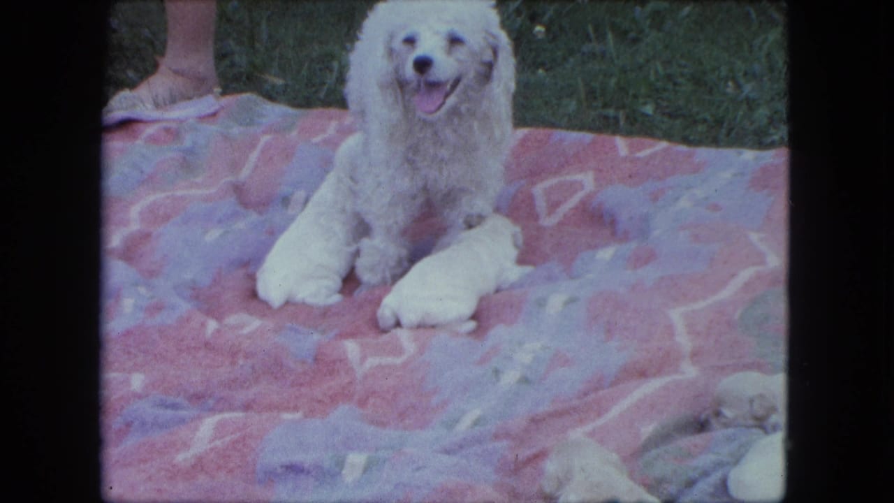 The mother poodle faces the camera on a pink and purple blanket in a grassy Saint Paul yard, with small white puppies close by.