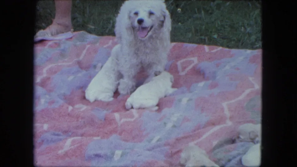 The mother poodle faces the camera on a pink and purple blanket in a grassy Saint Paul yard, with small white puppies close by.
