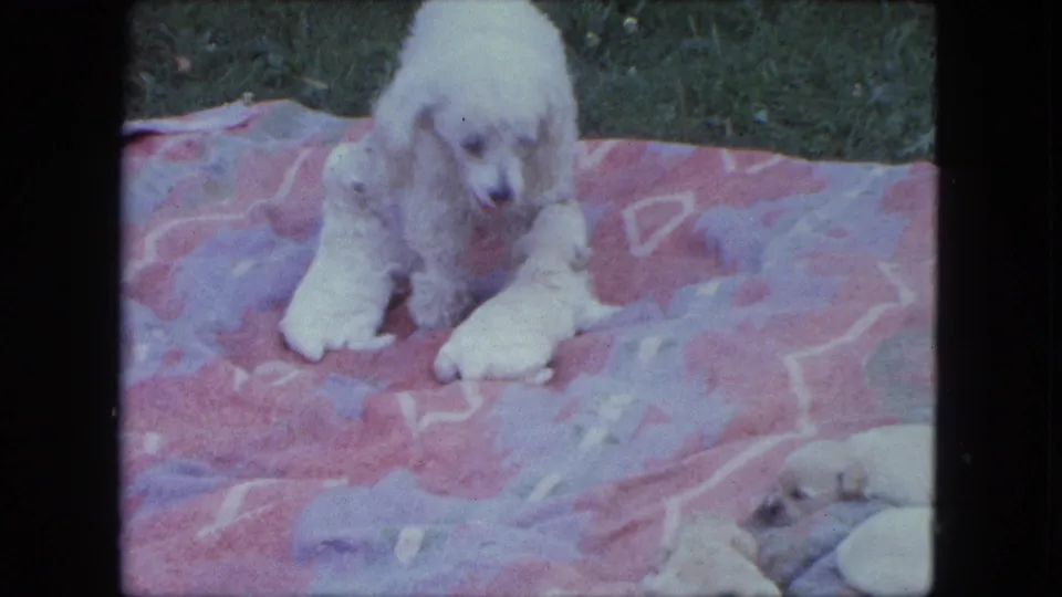 A soft 8mm frame shows the poodle lowering her head on the patterned blanket as newborn puppies lie close in the yard.