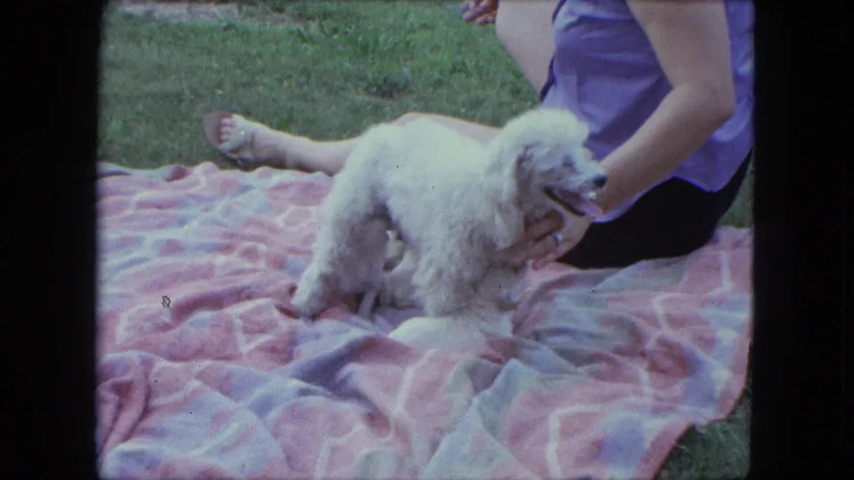 A woman seated on the blanket gently holds or pets the white poodle in the grassy yard, with newborn puppies visible nearby.
