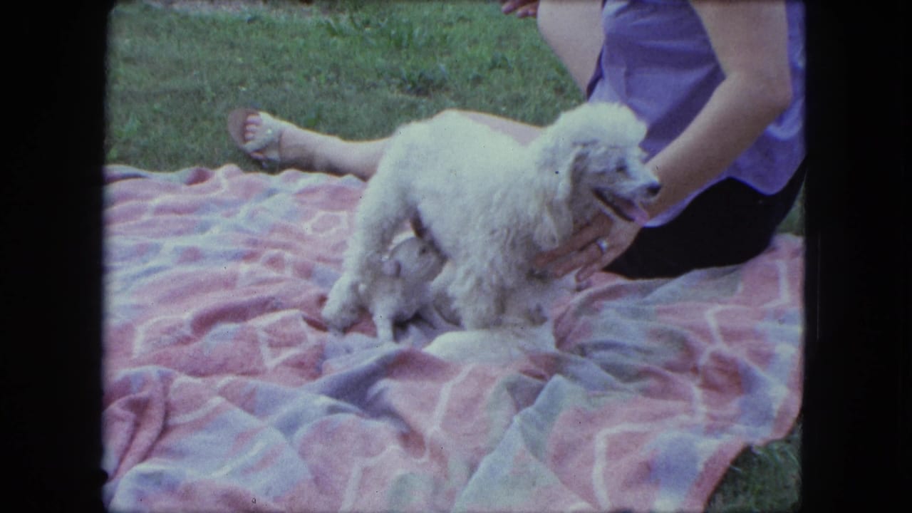 White poodle standing on a pink patterned blanket beside a seated woman on grass.