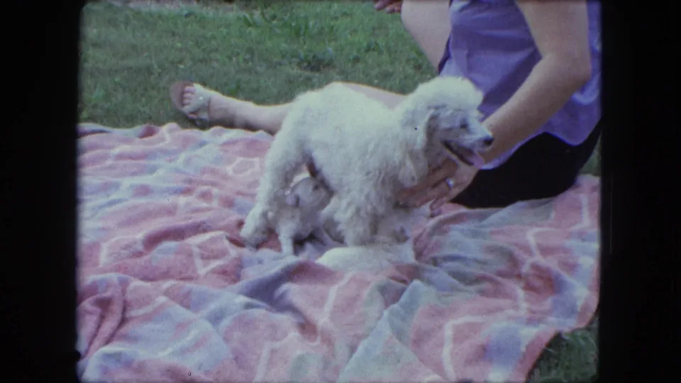 1963 Saint Paul home-movie frame showing a white poodle on a pink blanket while a partially visible woman sits nearby on the lawn.