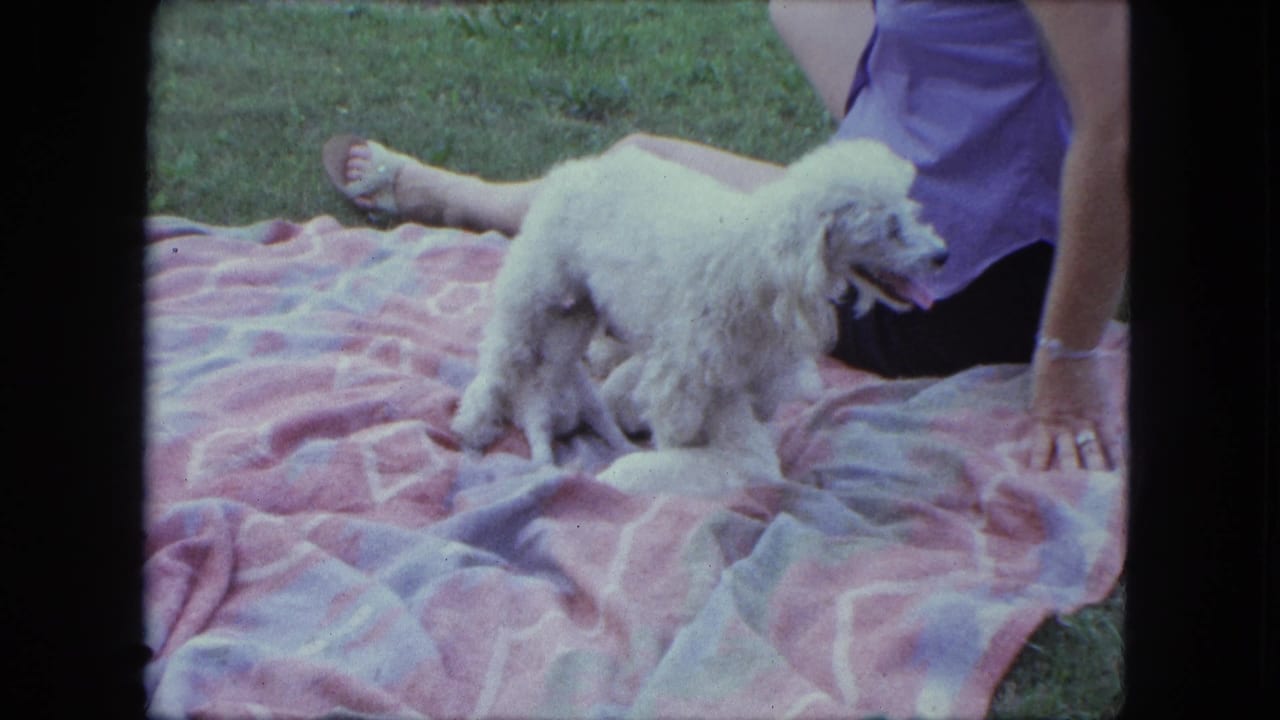 White poodle pauses on the backyard blanket, panting while the partially visible woman sits just behind it in the 1963 home-movie footage.