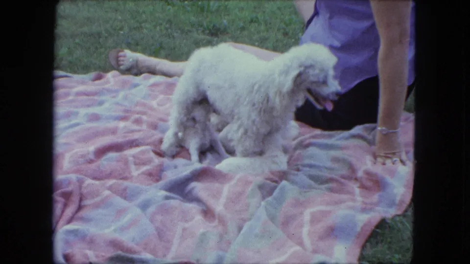 A white poodle stands on the patterned backyard blanket as the woman's hand and lower body remain partly in frame.