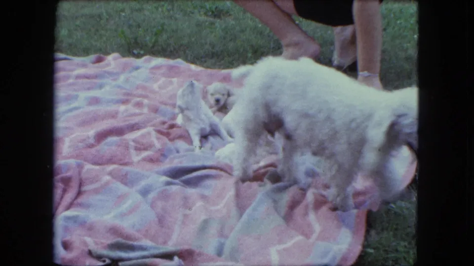 The poodle moves across the backyard blanket, revealing small white puppies nestled together near the center of the frame.