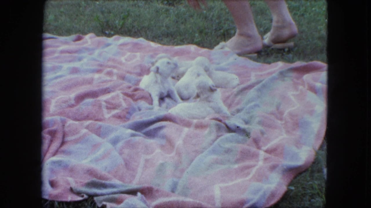 Small white puppies resting on a pink patterned blanket in grass with bare feet at the top edge.