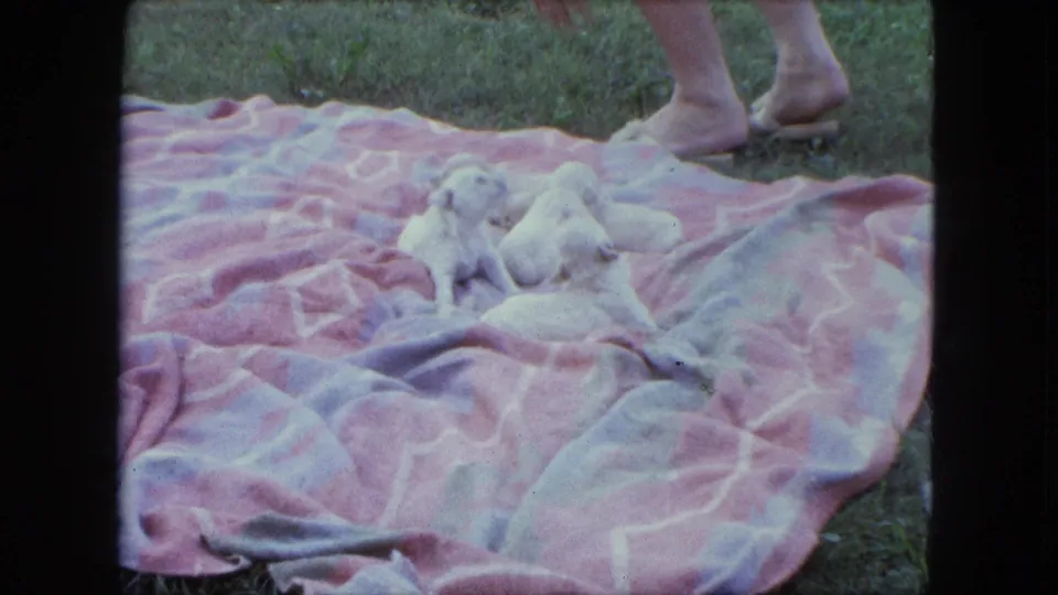 1963 Saint Paul home-movie frame showing tiny white puppies clustered on a pink patterned blanket outdoors, with bare feet partly visible.