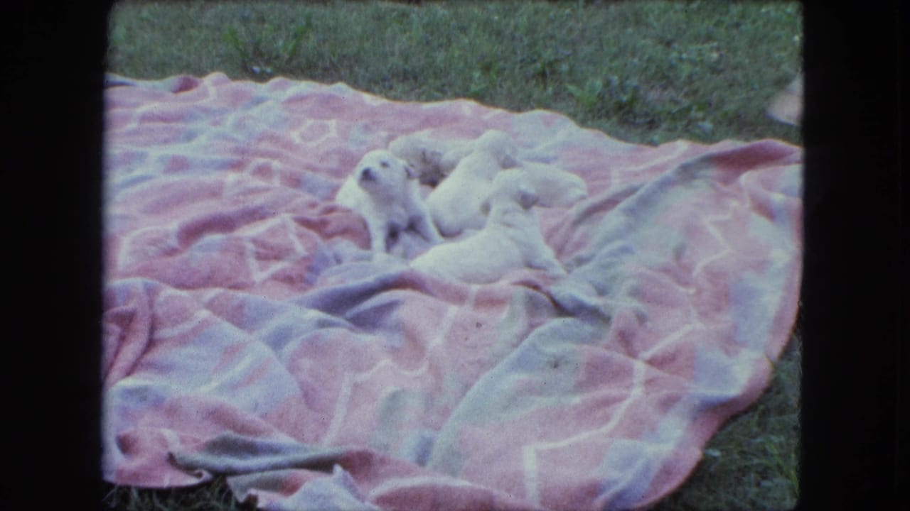 1963 Saint Paul home-movie frame with several tiny white puppies gathered on a pink and white blanket in a grassy yard.