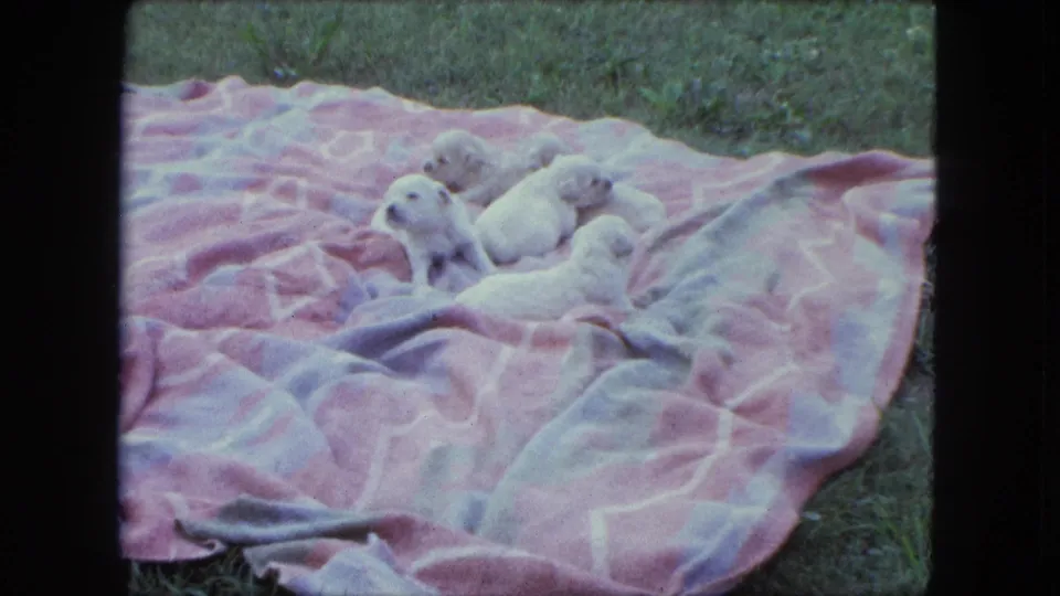 1963 Saint Paul 8mm frame showing five tiny white puppies nestled on a pink patterned blanket over grass.