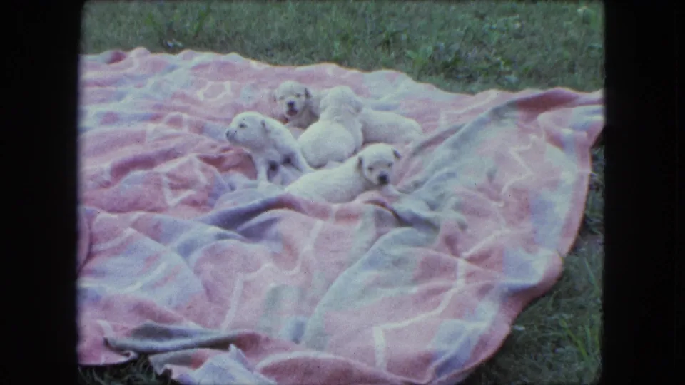 1963 Saint Paul home-movie frame of five white puppies on a pink blanket, one facing forward near the lower right edge.