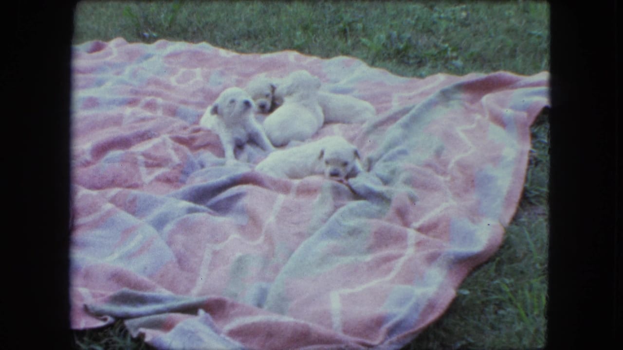 Three small white puppies rest on a pink patterned blanket in grass.