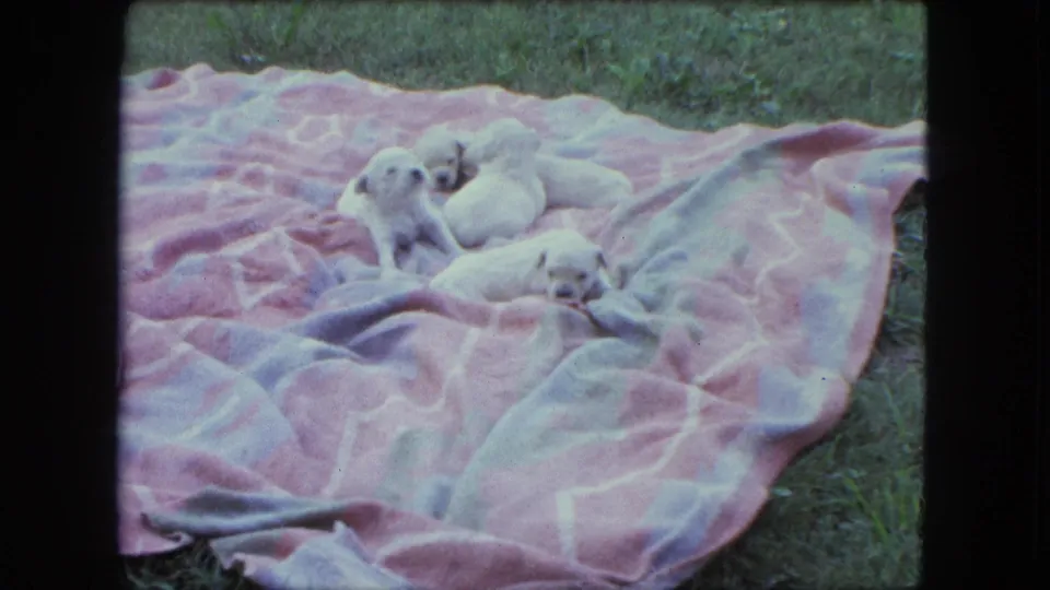 Three white puppies lie and sit on a pink patterned blanket in a grassy Saint Paul backyard, from 1963 home-movie footage.